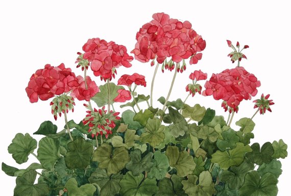 570x384 Red Geraniums Watercolor Reproduction Etsy - Watercolor Geraniums