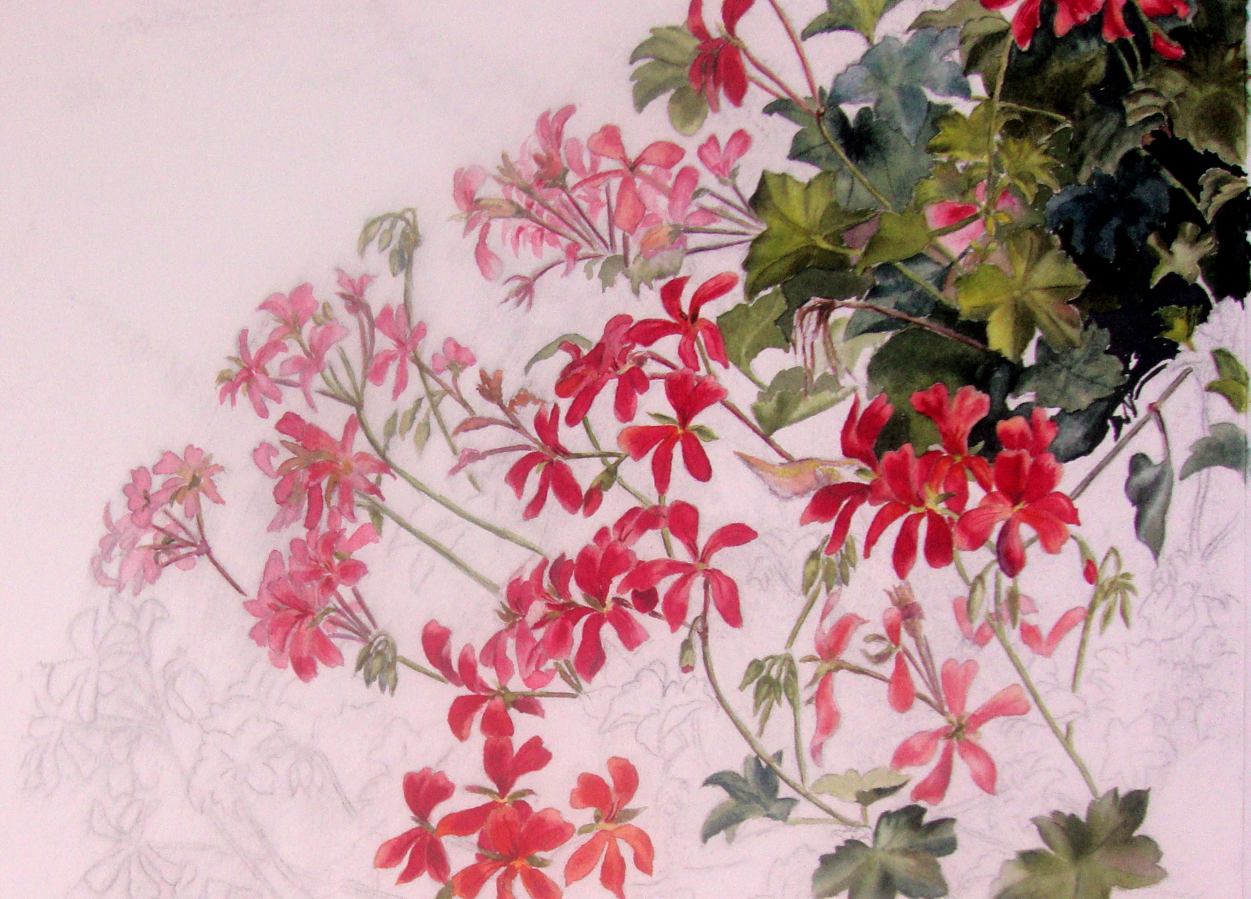 2463x1770 Geraniums Watercolor Journal - Watercolor Geraniums