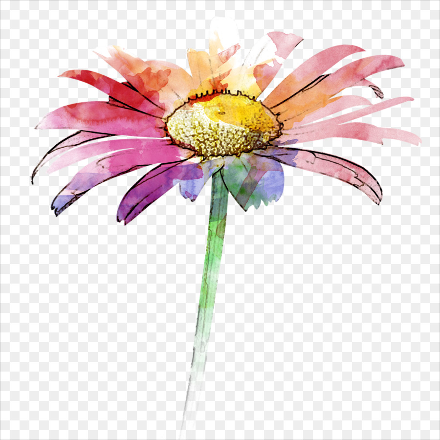900x900 Gerbera Jamesonii Watercolor Painting - Watercolor Gerbera Daisy