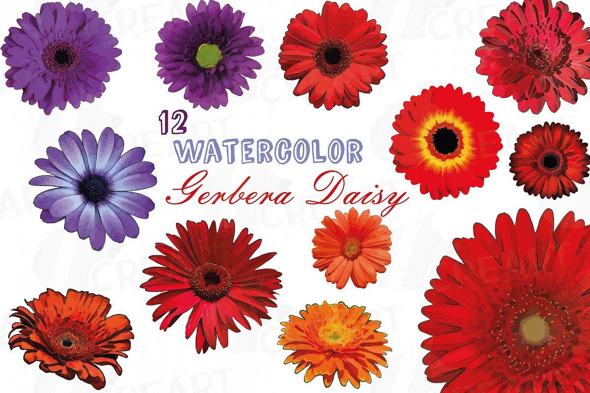 Watercolor Gerbera Daisy Clip Art Pack, Colorful Gerberas 2 - Watercolor Ge...