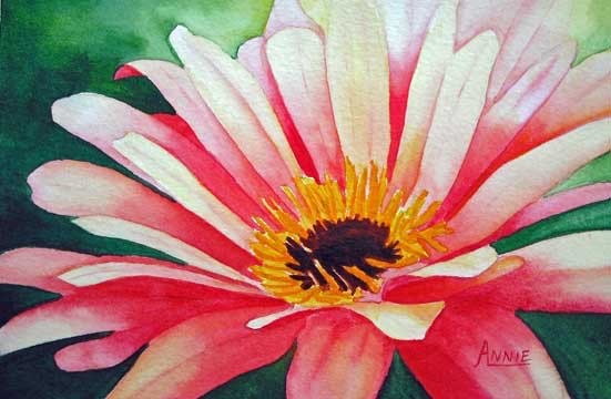 551x360 Watercolor Painting Of Gerbera Daisy Sketching And Painting The - Watercolor Gerbera Daisy