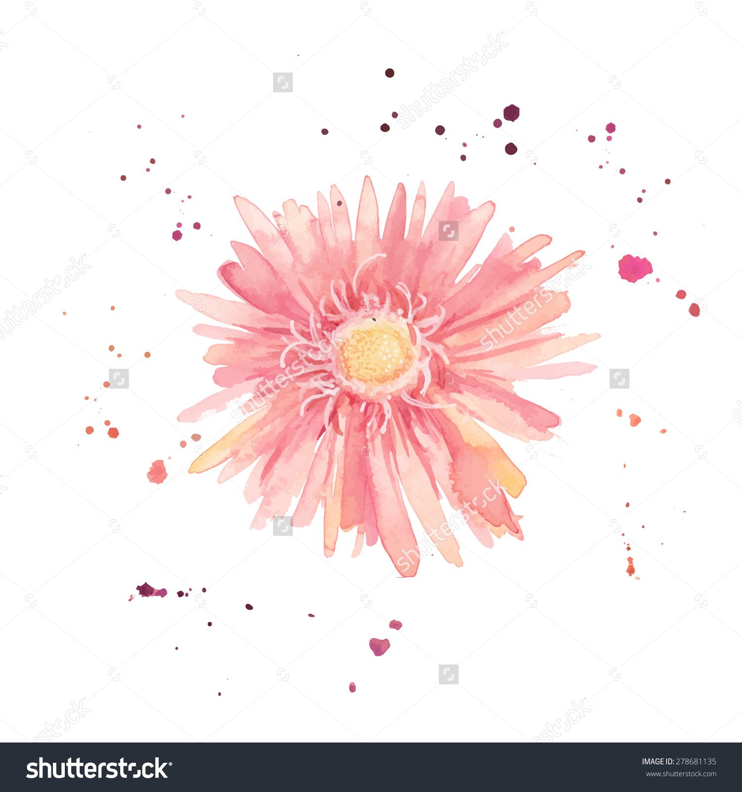 1500x1600 Watercolor Gerbera. Single Flower With Paint Drops And Dots Hand - Watercolor Gerbera Daisy