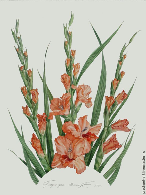 584x779 Gladiolus Shop Online On Livemaster With Shipping - Watercolor Gladiolus