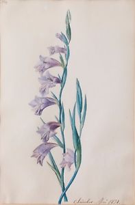 197x300 Original Watercolor Drawing Flower, Gladiolus 1831 Ebay - Watercolor Gladiolus