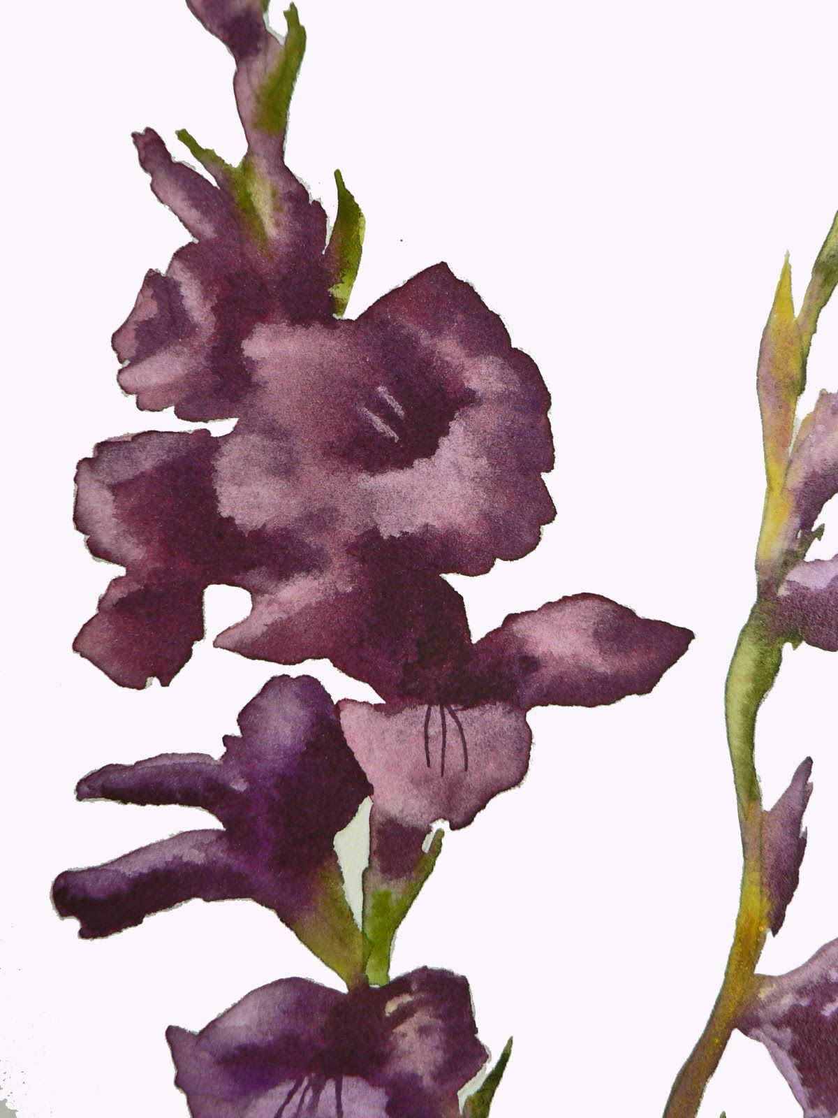 1200x1600 Watercolor Gladioli Tutorial 1 Of 5 - Watercolor Gladiolus