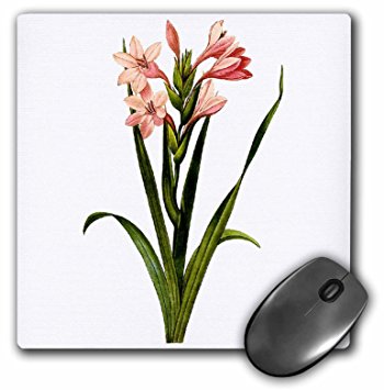 350x355 Buy Dooni Designs Redoute Fruits And Flowers - Watercolor Gladiolus