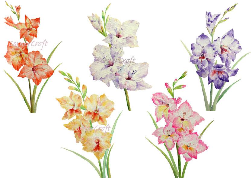 835x591 Watercolour Flowers White, Yellow, Pink, Purple Gladiolus - Watercolor Gladiolus