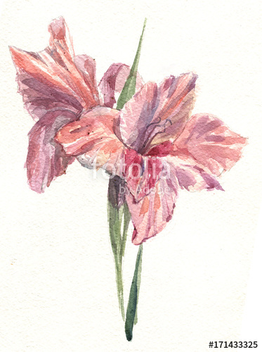 373x500 Gladiolus Watercolor Stock Photo And Royalty Free Images On - Watercolor Gladiolus