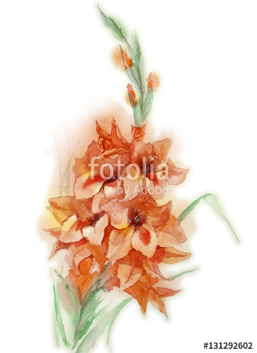 364x500 Illustration Gladiolus Flower Hand Drawn Watercolor On Paper - Watercolor Gladiolus