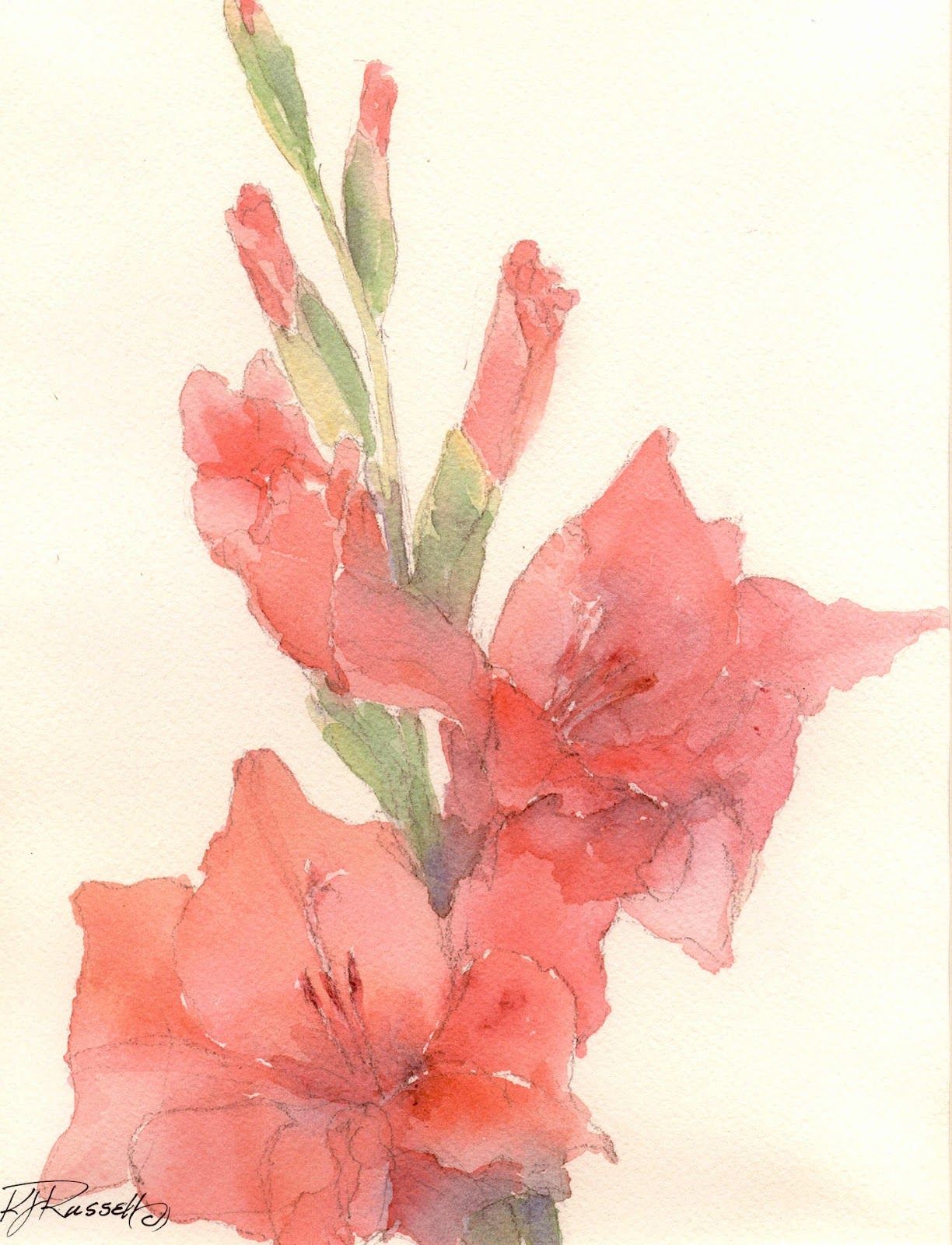 1224x1600 Watercolor Painting Of Gladiolus Bright Red Gladiola Flowers - Watercolor Gladiolus