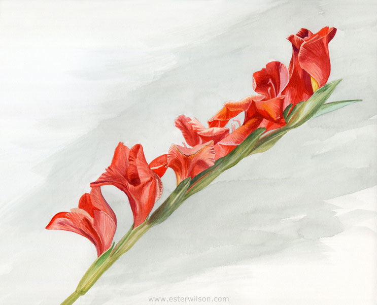 743x601 Daily Drawings By Ester Wilson Watercolor Painting Of Red - Watercolor Gladiolus