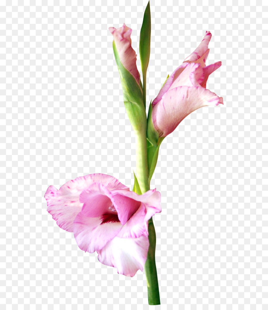 900x1040 Flower Watercolor Painting Pink Clip Art - Watercolor Gladiolus