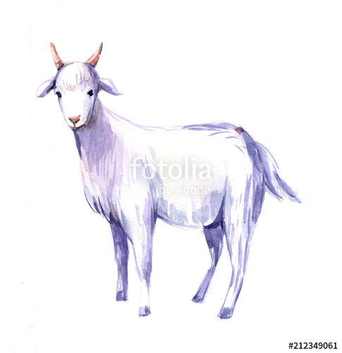 485x500 Goat. Watercolor Illustration Stock Photo And Royalty Free Images - Watercolor Goat