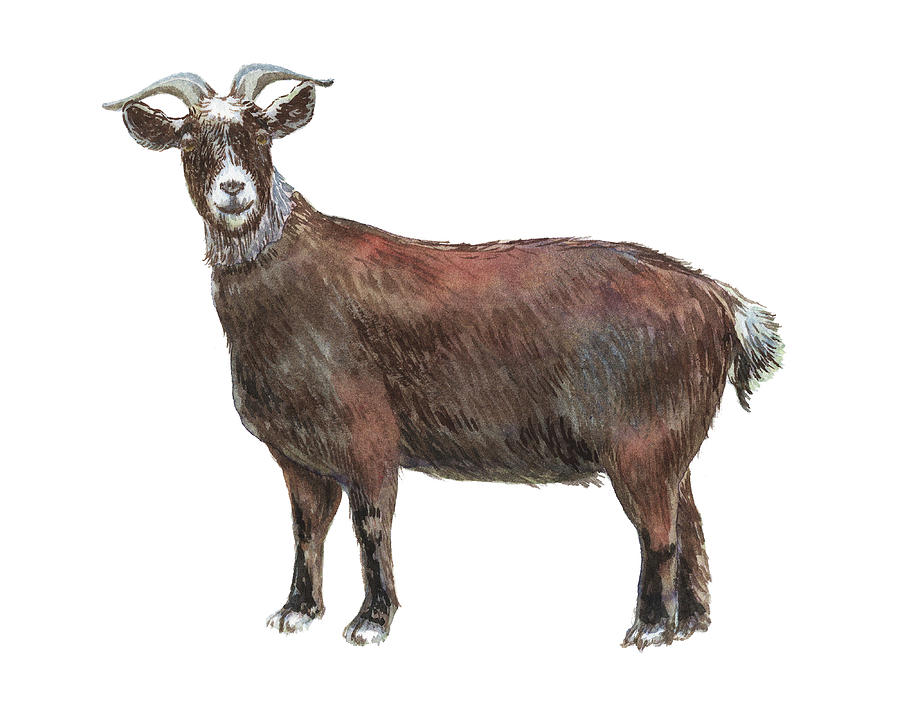 900x720 Male Goat Watercolor Illustration Painting By Irina Sztukowski - Watercolor Goat