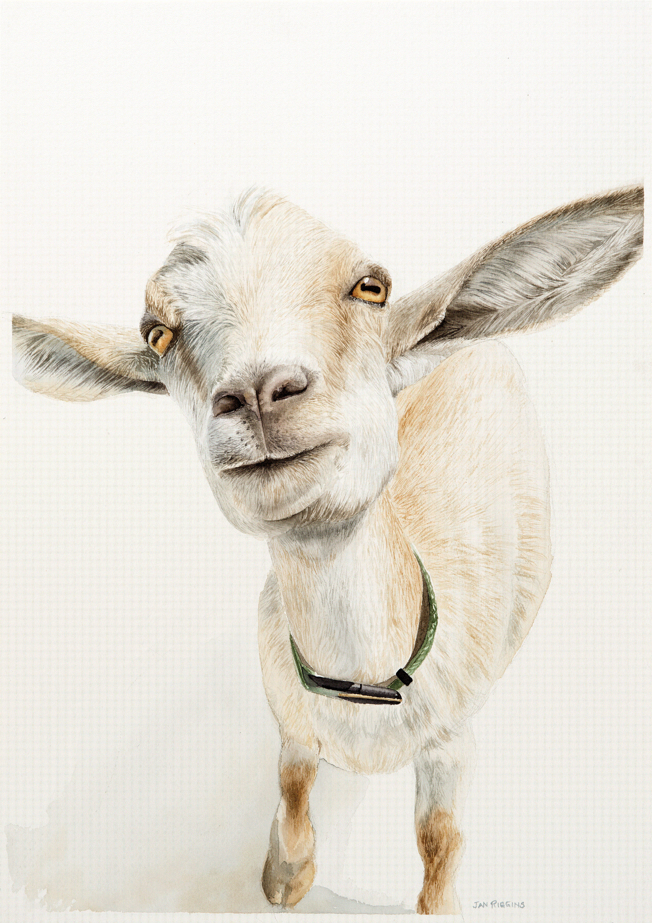 2121x3000 Watercolor Goat Art Print - Watercolor Goat