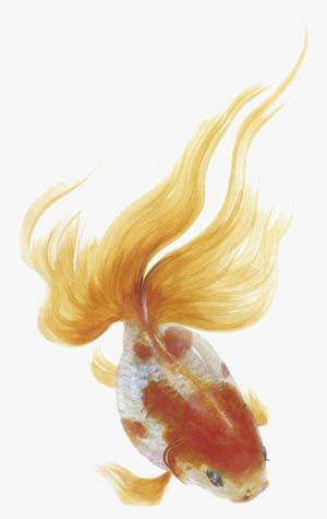 300x475 Goldfish, Watercolor Goldfish, Fish, Pet Fish Png Image And - Watercolor Goldfish