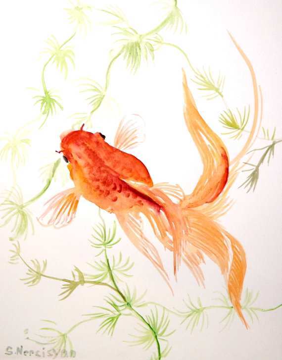 570x727 Goldfish Painting Unique Goldfish Original Watercolor Painting 8 X - Watercolor Goldfish