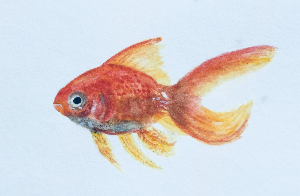 978x638 Goldfish Watercolor Wizardry - Watercolor Goldfish