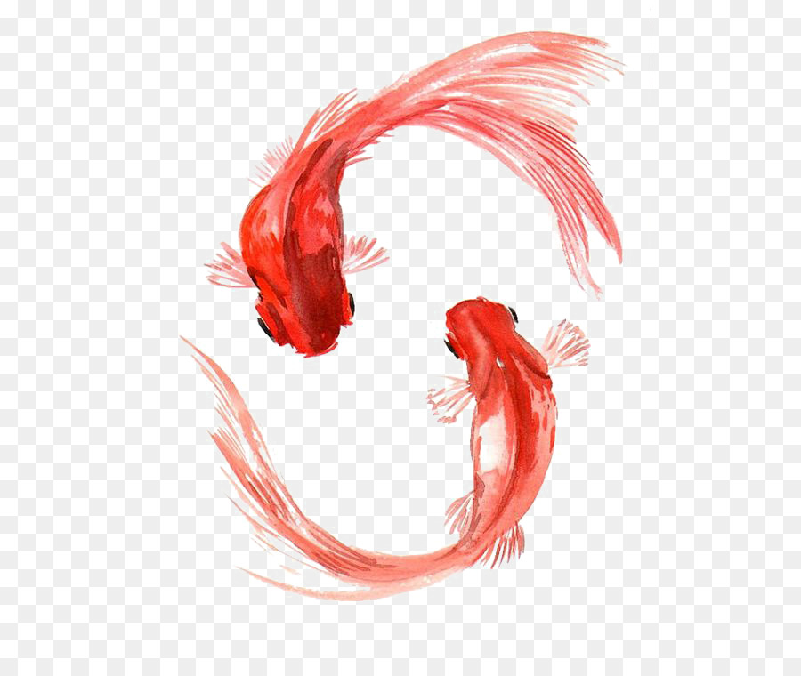 900x760 Koi Carassius Auratus Watercolor Painting Fish - Watercolor Goldfish