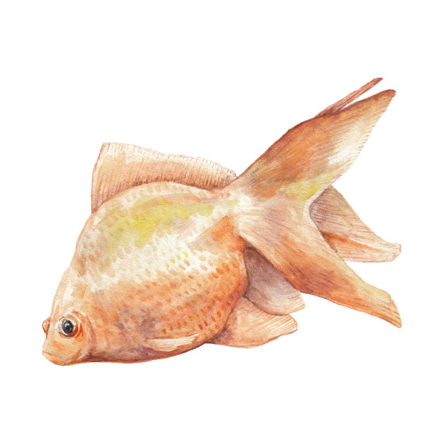 630x630 Watercolor Goldfish - Watercolor Goldfish