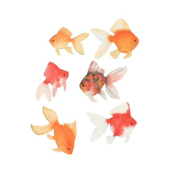 570x570 Watercolor Goldfish Original Painting Six Colorful Fish Etsy - Watercolor Goldfish