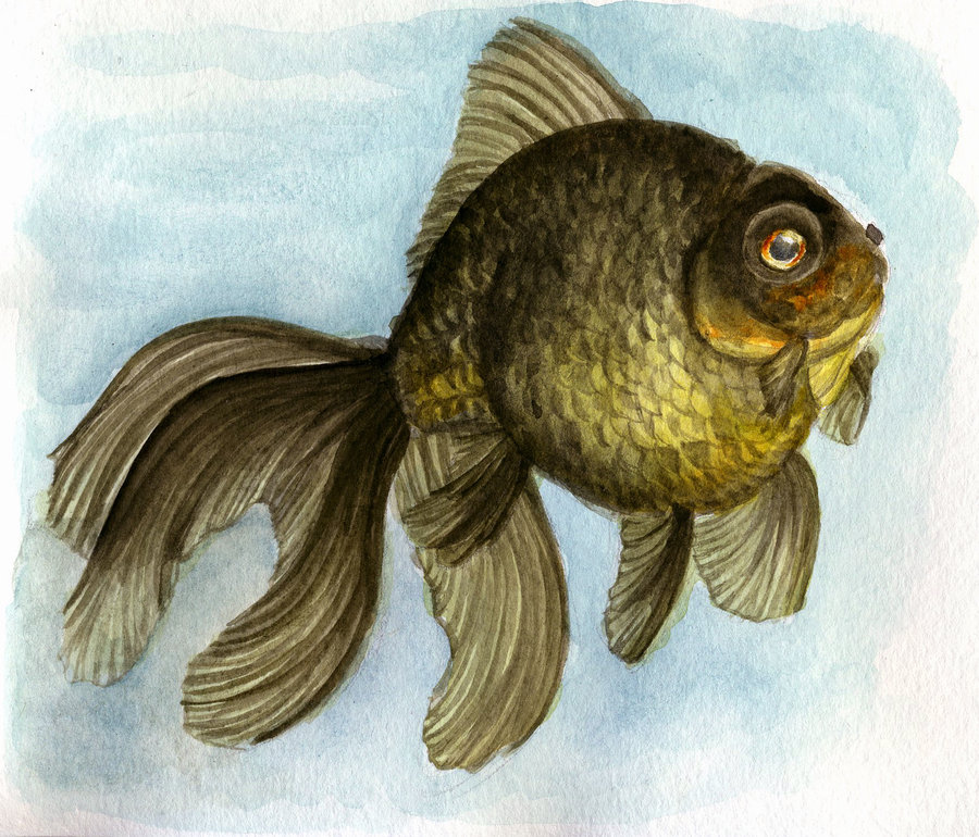 900x770 Black Moor Goldfish - Watercolor Goldfish