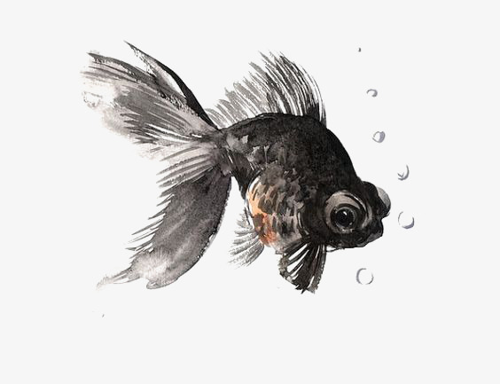 564x433 Goldfish, Hand Painted Goldfish, Watercolor Goldfish, Fish Png - Watercolor Goldfish