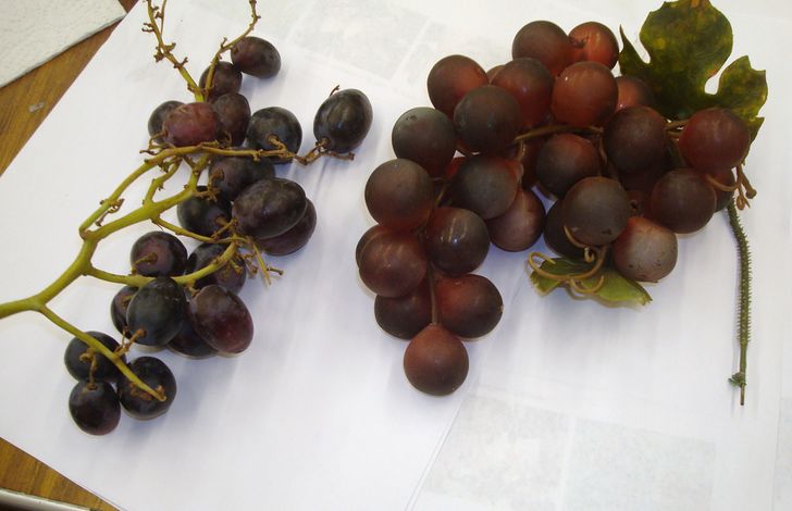 728x470 How To Negative Paint Grapes In Watercolor (With Pictures) - Watercolor Grapes