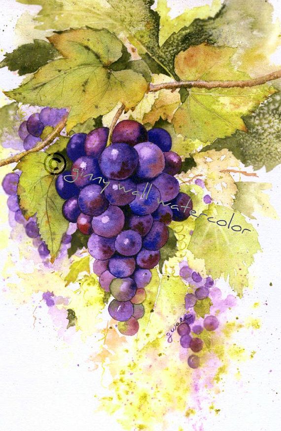 570x874 Matted Print Grapes By Ginny Wall By Allnaturesings On Etsy - Watercolor Grapes