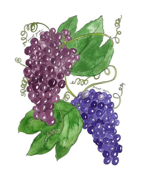 450x600 Pinot Noir And Pinot Gris Grapes Watercolor Art Print Marcella - Watercolor Grapes