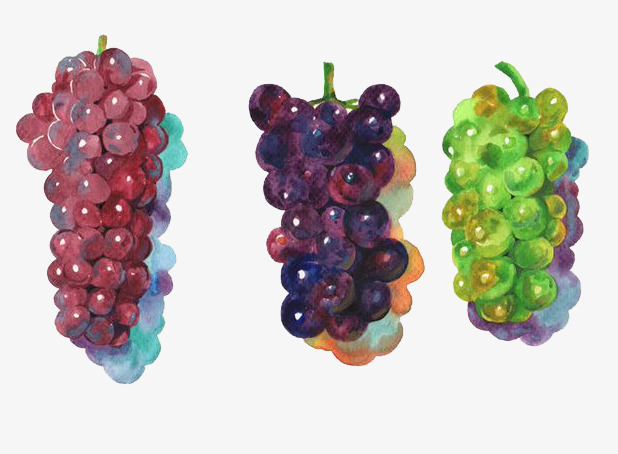 618x454 Watercolor Grapes, Watercolor Clipart, Grape, Fruits Png Image And - Watercolor Grapes