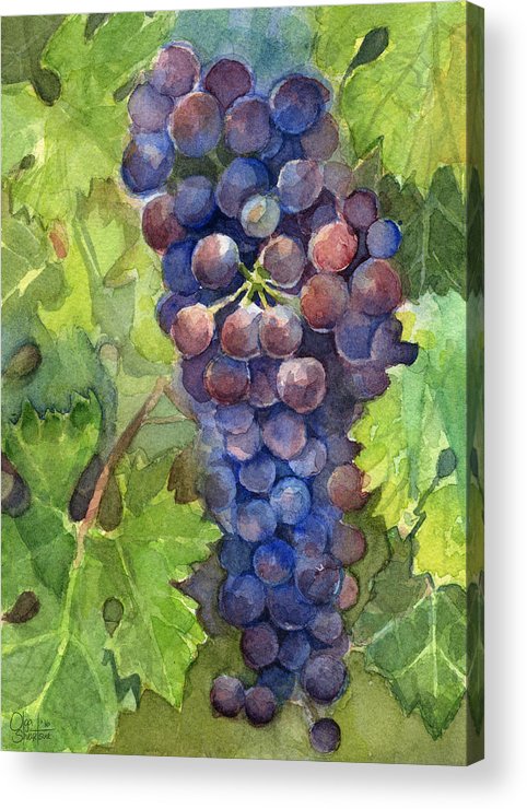 482x740 Watercolor Grapes Painting Acrylic Print By Olga Shvartsur - Watercolor Grapes