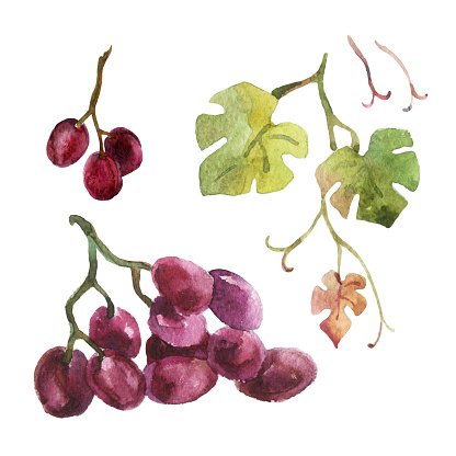 416x416 Watercolor Grapes Stock Vectors - Watercolor Grapes