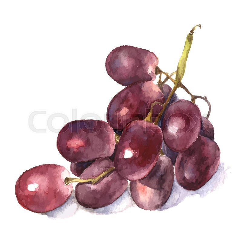 800x800 Watercolor Grape. Vector. Stock Vector Colourbox - Watercolor Grapes