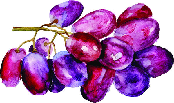 600x357 Watercolor Grapes Vector Material Free Download - Watercolor Grapes
