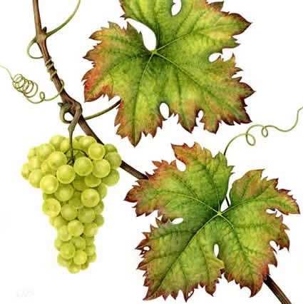 425x426 Watercolor Grape Leaves - Watercolor Grapes