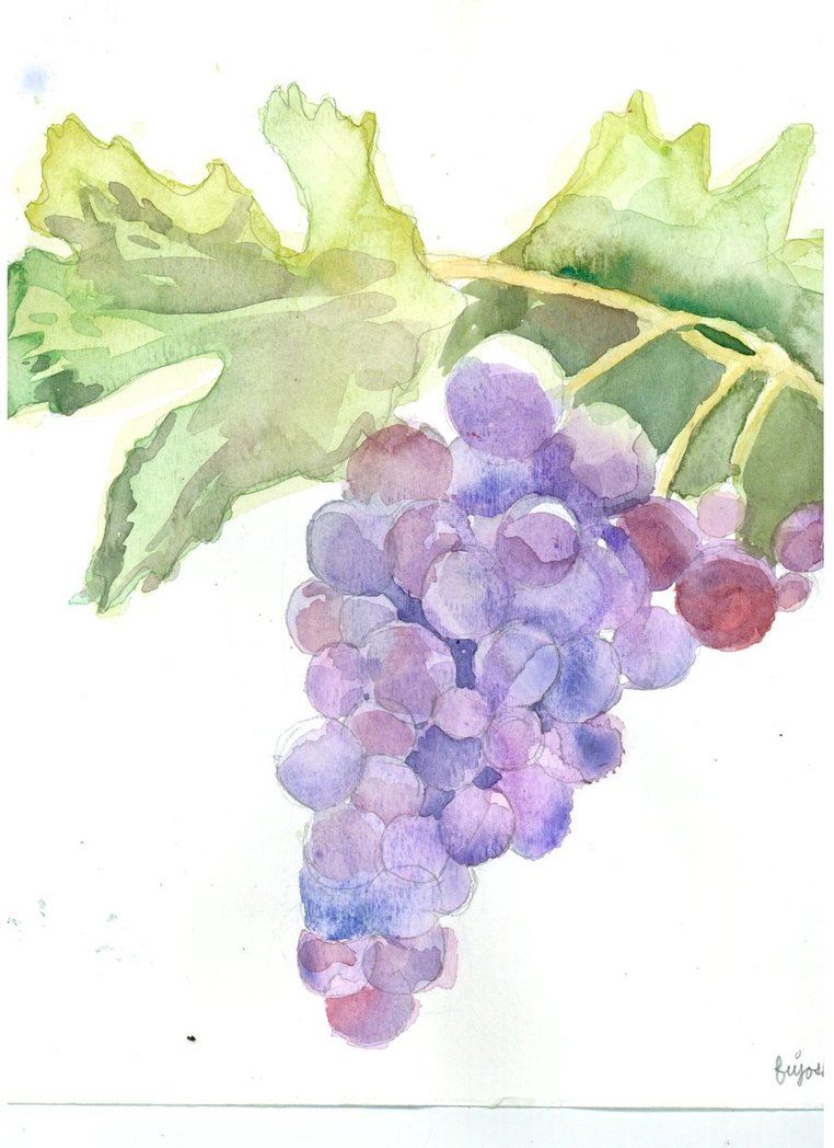 Ветка винограда акварель