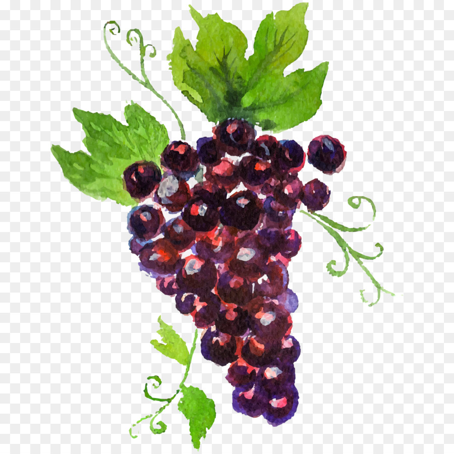 900x900 Grape Auglis Watercolor Painting - Watercolor Grapes