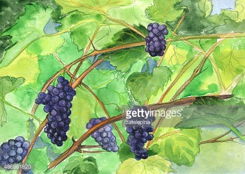 492x351 Grapes, Watercolor Painting Premium Clipart - Watercolor Grapes