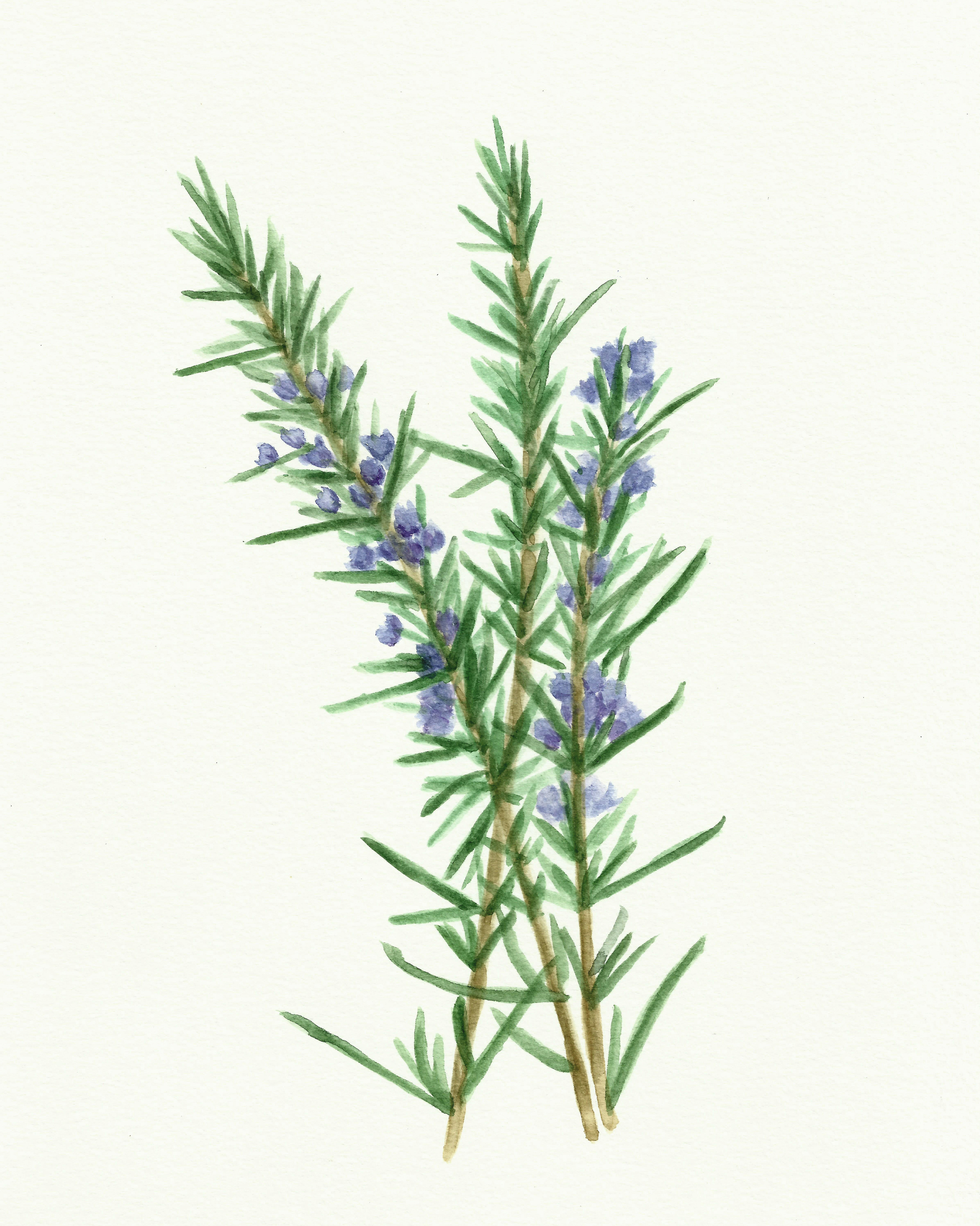 2400x3000 Free Herb Watercolor Printables Rosemary And Oregano! - Watercolor Graphics