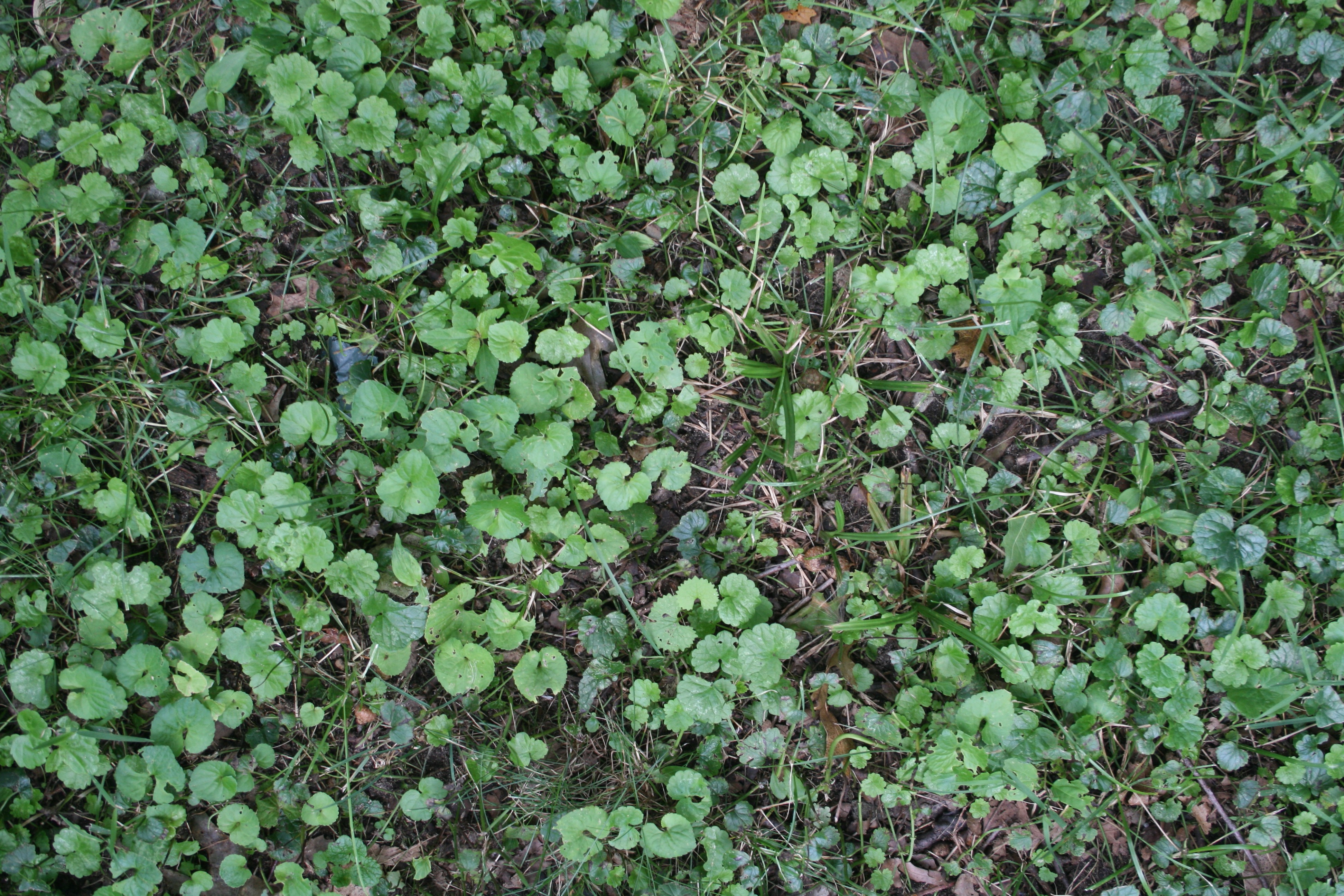 3888x2592 Grass Textures - Watercolor Grass Texture