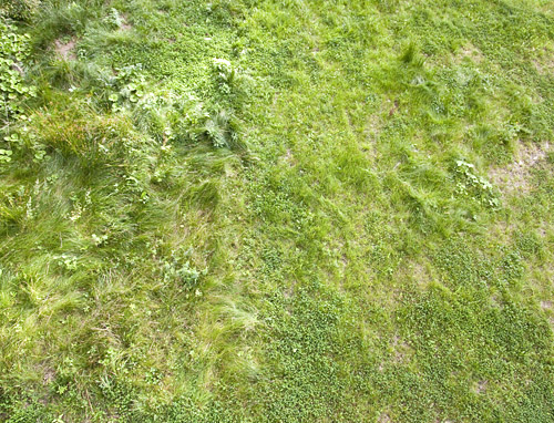 500x382 Free Textures From 10 Ravens - Watercolor Grass Texture