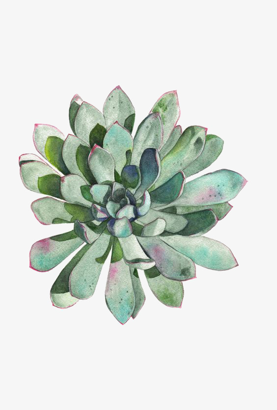 564x836 Succulent Plants, Plants Clipart, Watercolor, Greenery Png Image - Watercolor Greenery