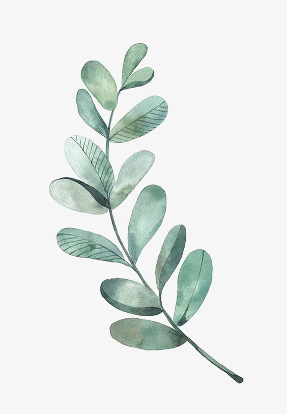 564x814 Watercolor Leaves Png, Vectors, Psd, And Clipart For Free Download - Watercolor Greenery