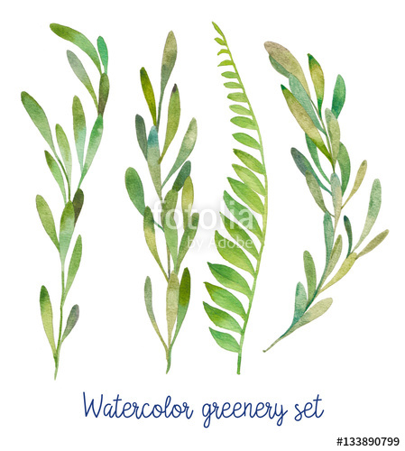 449x500 Watercolor Greenery Set. Hand Drawn Wild Green Plants Isolated On - Watercolor Greenery