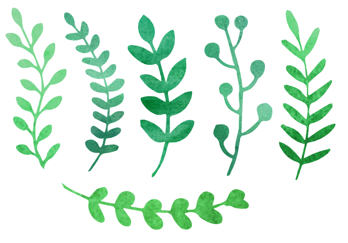 700x490 Watercolor Plants Vector - Watercolor Greenery Vector