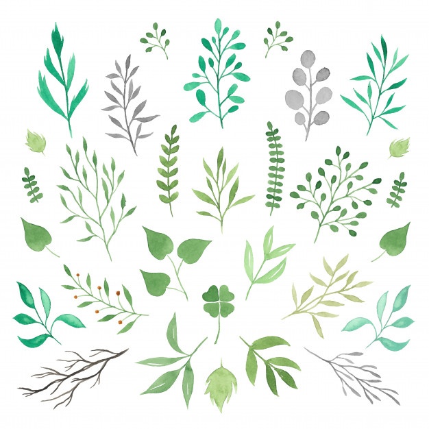 626x626 Greenery Vectors, Photos And Psd Files Free Download - Watercolor Greenery Vector
