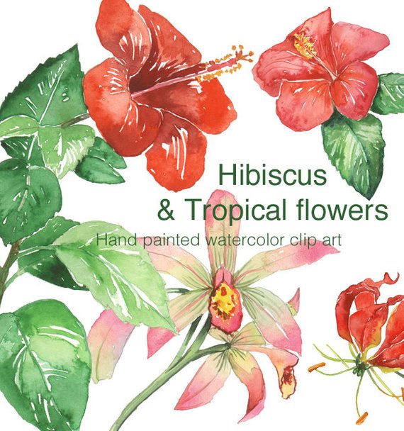 570x608 Hibiscus And Tropical Flower Clip Art Watercolor Clipart Etsy - Watercolor Hawaiian Flowers