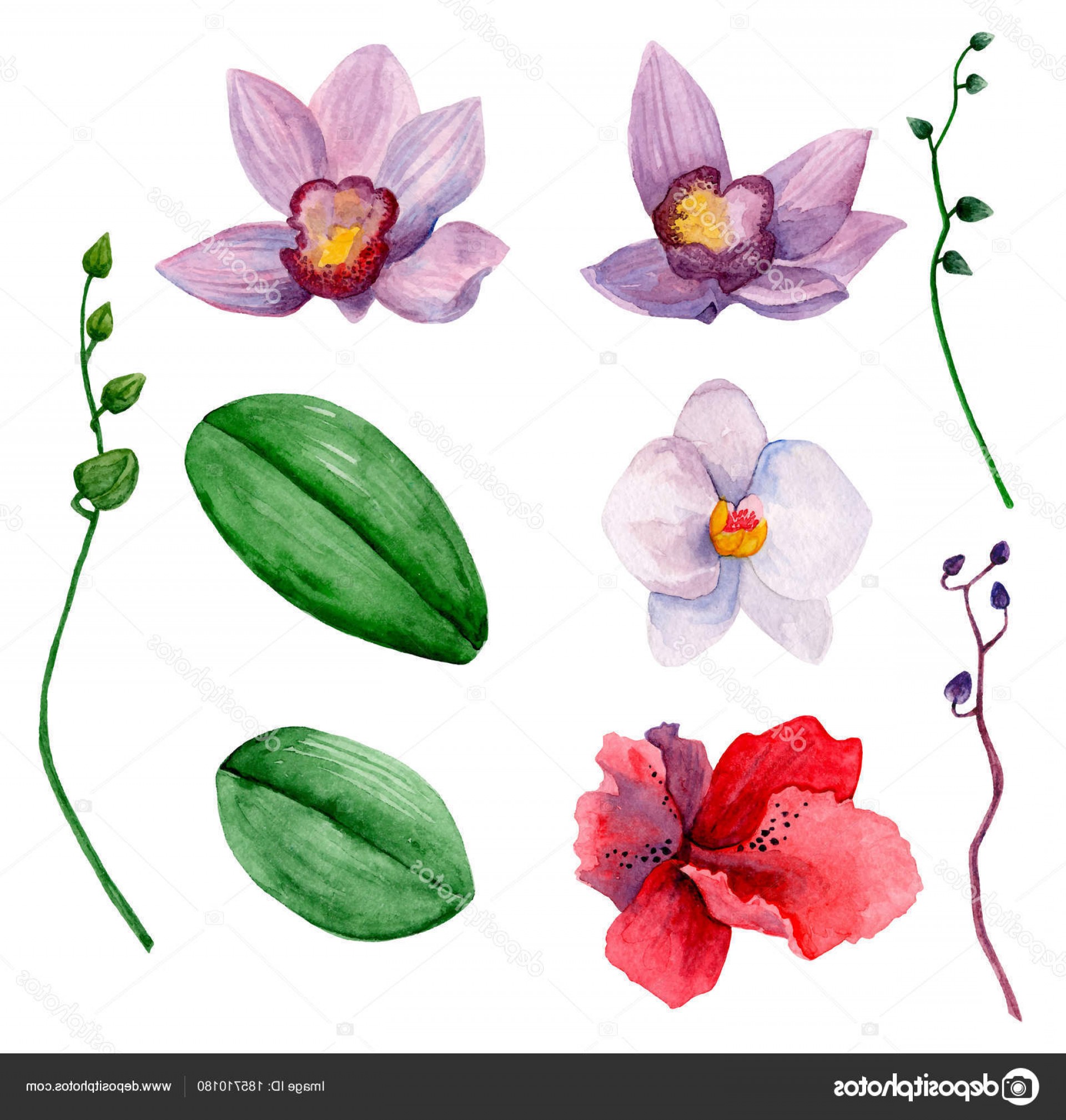 1920x2017 Stock Illustration Hawaiian Flowers Vector Clipart Watercolor - Watercolor Hawaiian Flowers