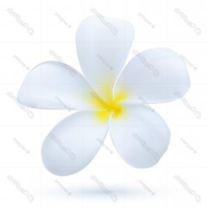 300x300 Vector Watercolor Hawaiian Flower Elements Orangiausa - Watercolor Hawaiian Flowers